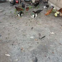 اردک خارجی و جوجه گلین|حیوانات مزرعه|مینودشت, |دیوار
