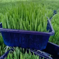 سبزه شب عید