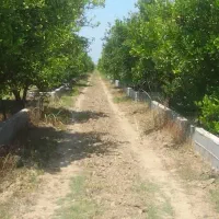 بر جاده اصلی کیاکلا به بهنمیر|فروش زمین و ملک کلنگی|تهران, تهران‌نو|دیوار