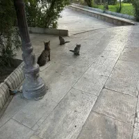 اسکان رایگان در تهران