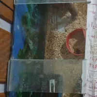 همستر با دو عدد آکواریوم|موش و خرگوش|زاهدان, |دیوار