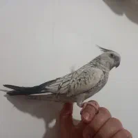 طوطی عروس ایزابلا|پرنده|قم, پردیسان|دیوار