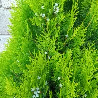 کامیس|گل و گیاه طبیعی|کلاچای, |دیوار