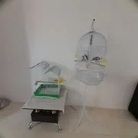 عروس هلندی|پرنده|گلبهار, شهر جدید گلبهار|دیوار