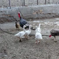 غاز|حیوانات مزرعه|نیشابور, مازول|دیوار
