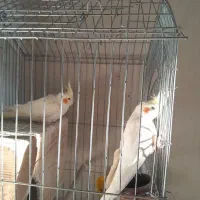 کتوله برزیلی و عروس هلندی