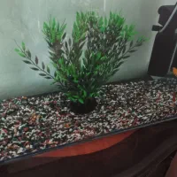 آکواریوم|ماهی|قدس, شهر‌قدس|دیوار