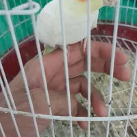 عروس هلندی نر