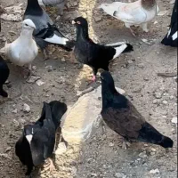 کفتر قاره دم سفید باخت رفته