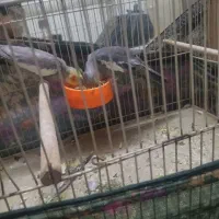 عروس هلندی نرماده باقفس