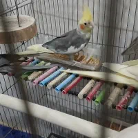 پرنده عروس|پرنده|قم, شهر قائم|دیوار