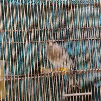 سهره قناری دهن اصیل