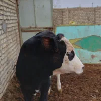 یک راس گوساله نر سمینتال جنس|حیوانات مزرعه|تاکستان, |دیوار