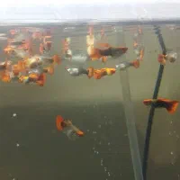 کوی بالن و پلاتینیوم توکسیدو