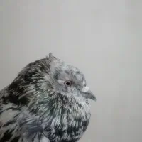 کبوتر|پرنده|رامهرمز, |دیوار