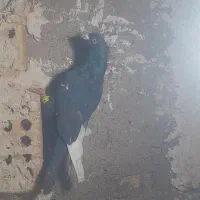 کفتر|پرنده|مشهد, تلگرد|دیوار