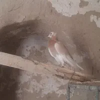 جفت شازده زرد کورکورو|پرنده|جزنیک, |دیوار