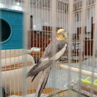 عروس هلندی|پرنده|تربت جام, عیدی آباد|دیوار