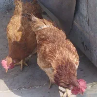 مرغ تخم گذار