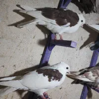 کبوتر|پرنده|شیراز, شیخ علی چوپان|دیوار