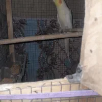 عروس هلندی چشم شرابی