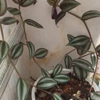 گل خانگی|گل و گیاه طبیعی|روانسر, |دیوار