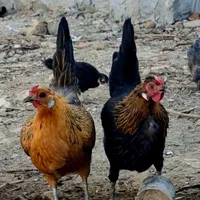 تخم مرغ جنوبی اصل|حیوانات مزرعه|اصفهان, براآن شمالی|دیوار