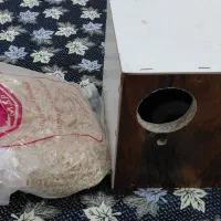 لانه عروس هلندی