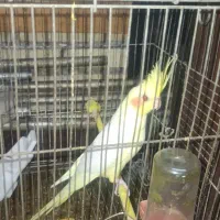 دوعددعروس هلندی ماده