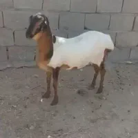 برشن و صلال