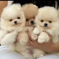 سگ های مینیاتور پاکوتاه و پشمالو واکسینه شده