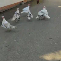 غاز و بوقلمون|حیوانات مزرعه|کلاچای, |دیوار