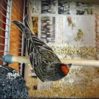 گلبسرقناری