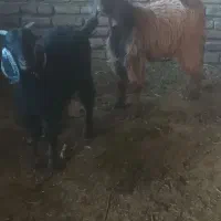 بزبزغاله میش|حیوانات مزرعه|تربت‌حیدریه, کوی شهید احمدزاده ملکی|دیوار