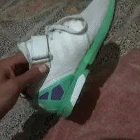 zxفولوکس ساق دار کفه کاهویی