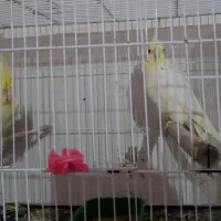 عروس هلندی فوق مولد 4جفت|پرنده|اهواز, پردیس|دیوار