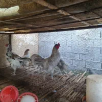 فروش مرغ و خروس ایام سمانی و آراکانا و امرکانا