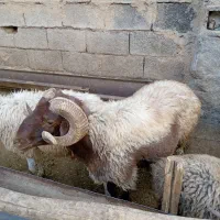 قوچ|حیوانات مزرعه|نجف‌آباد, گلدشت|دیوار