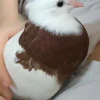 کفتر جوجه طوقی