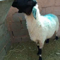 بره ماده