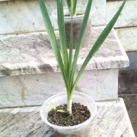 گل نرگس|گل و گیاه طبیعی|گنبد کاووس, |دیوار