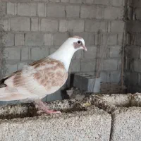 مخملی نر جوانه رنگ خاص