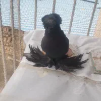 کبوتر زینتی تزیینی بخارا اصل وارداتی ترکیه|پرنده|تهران, پارک شهر|دیوار