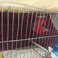 یه جفت فنچ مولد