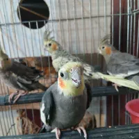 ۷ تا عروس هلندی به همراه قفس و لوازم ۴ تومان