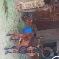 یک کهره نر