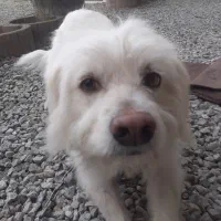 سگ شیتزو تریر|سگ|پره‌سر, |دیوار