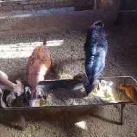 کره ماده چاق