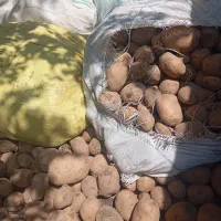 یک تن سیب‌زمینی گاوی رانومی