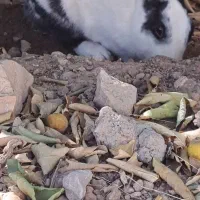 دو خرگوش|موش و خرگوش|لنده, |دیوار